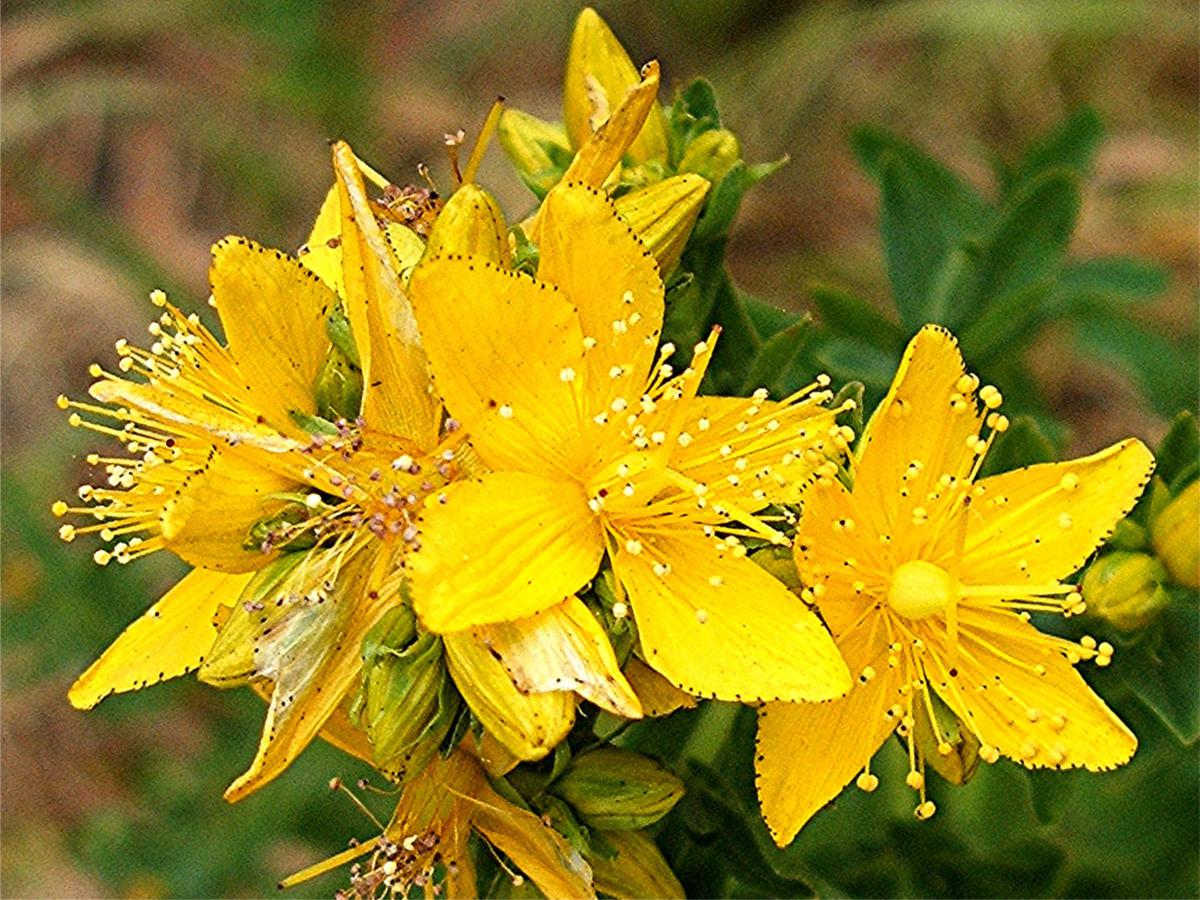 hypericum