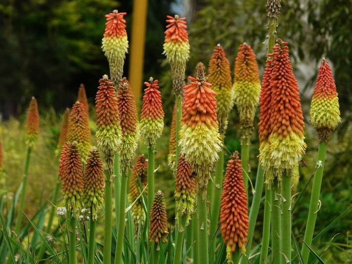 kniphofia