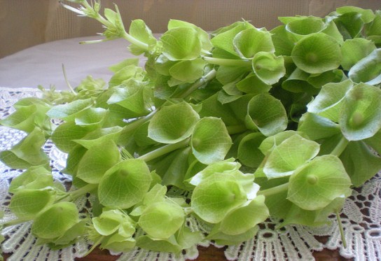 moluccella