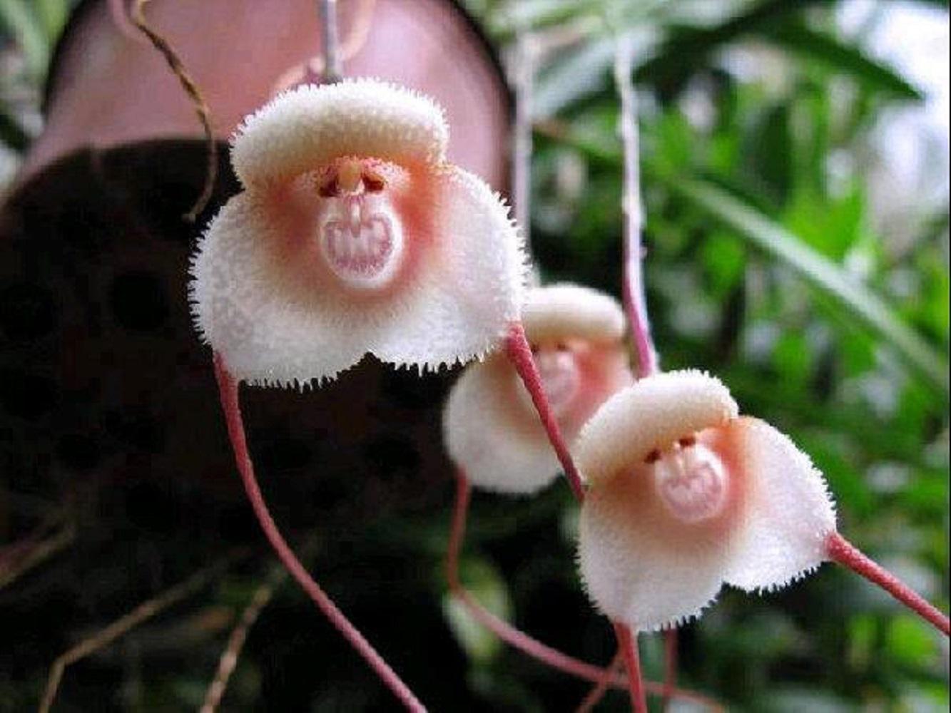 monkey orchid Pictures of flowers