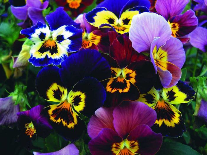 pansy