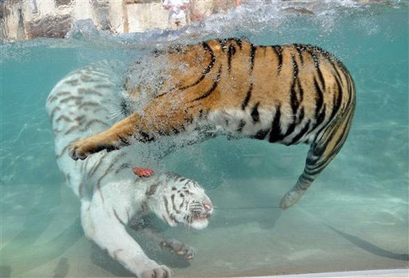 playing bengal tigers