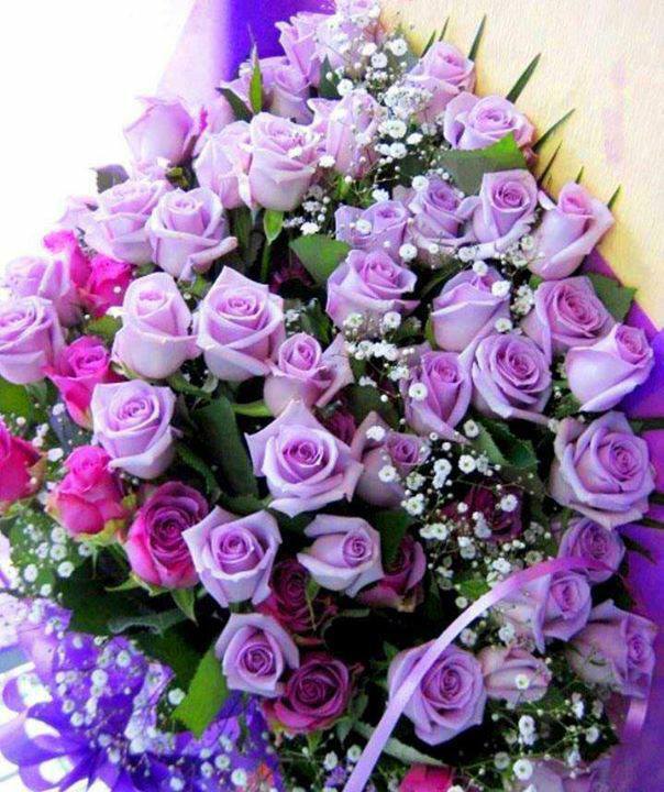 purple roses - Pictures of flowers