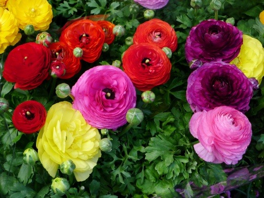 ranunculus