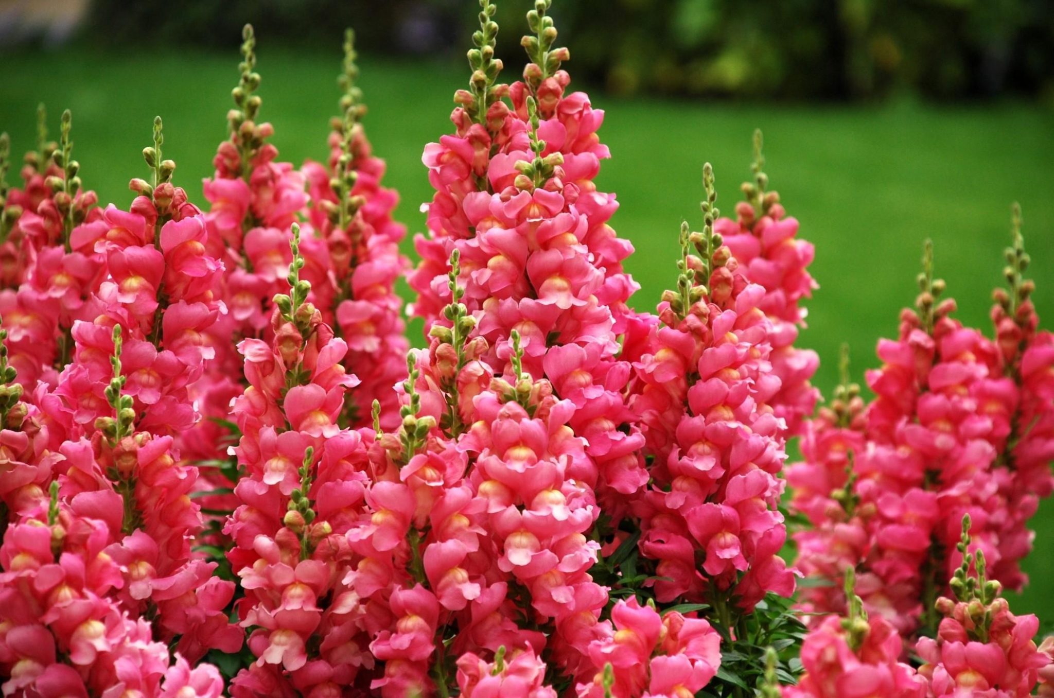 snapdragon