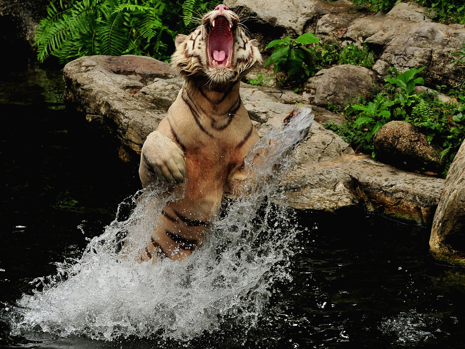 splashing Bengal tiger