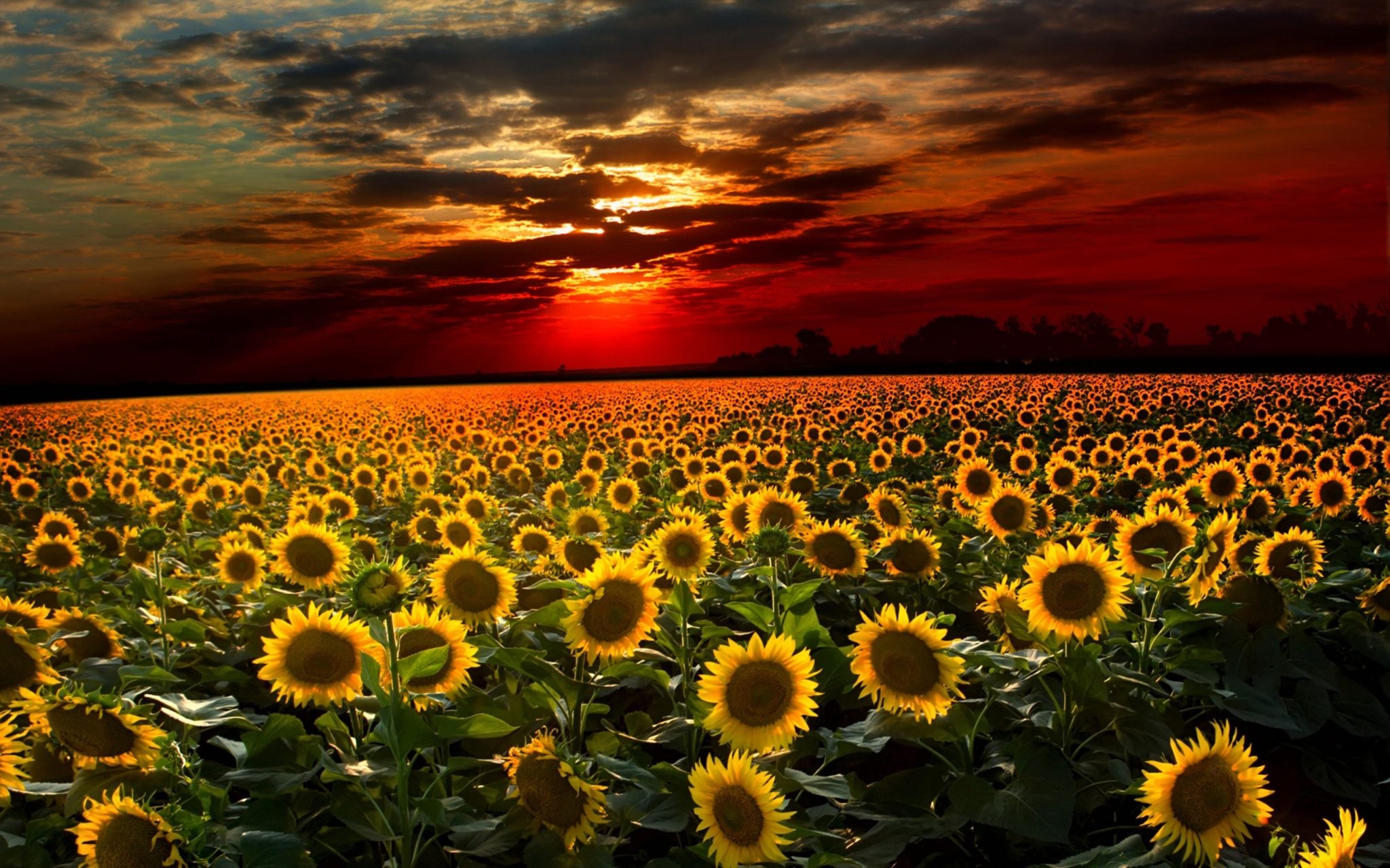 pictures of flowers sunflower