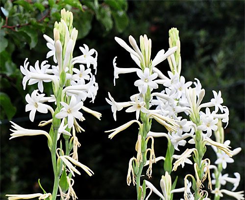 pictures of flowers tuberose