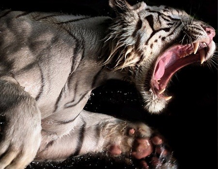 underwater white Bengal Tiger