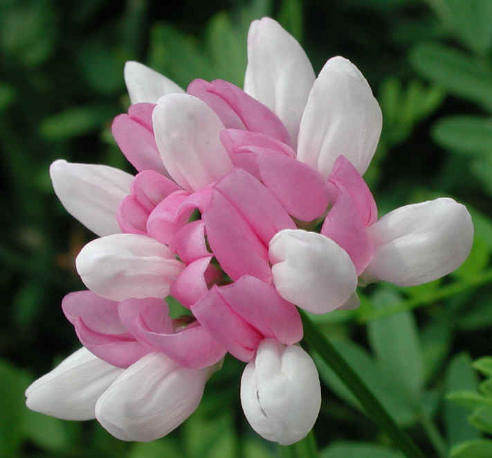 vetch crown pictures of flowers