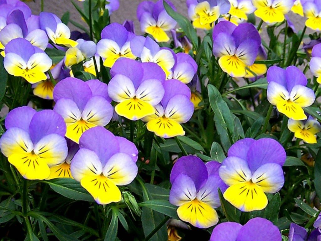 pictures of flowers wild pansy