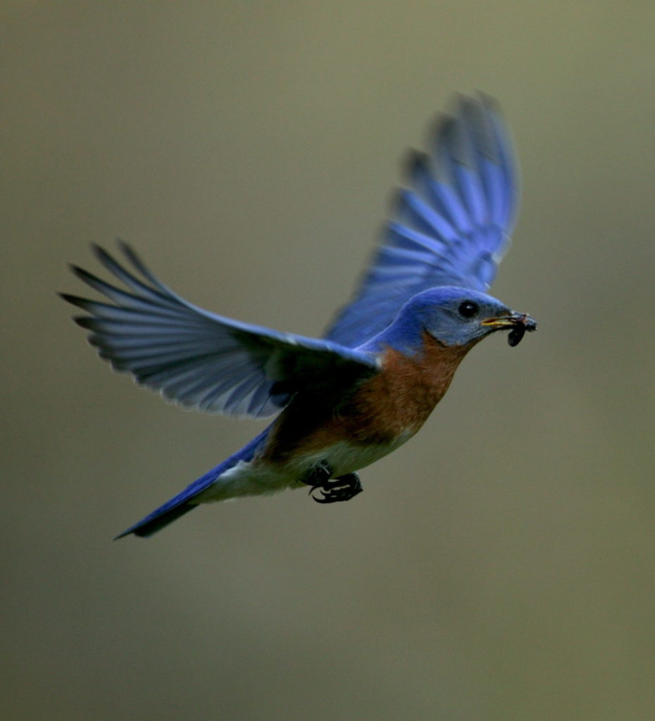 A Breathtaking Array of Bluebird Pictures