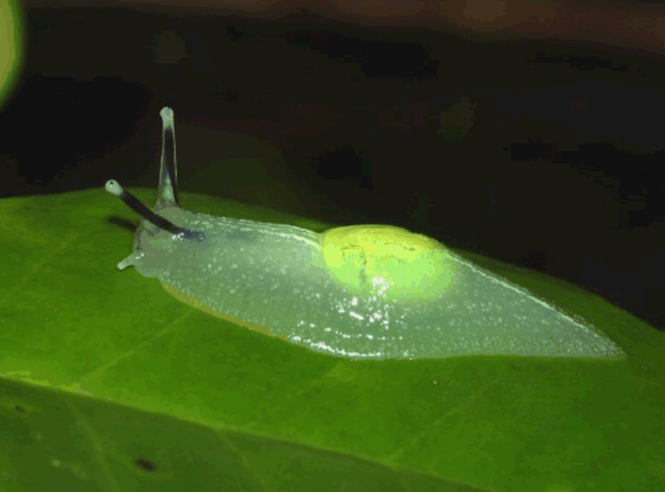 Clear Slug