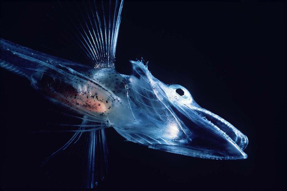 Crocodile Icefish