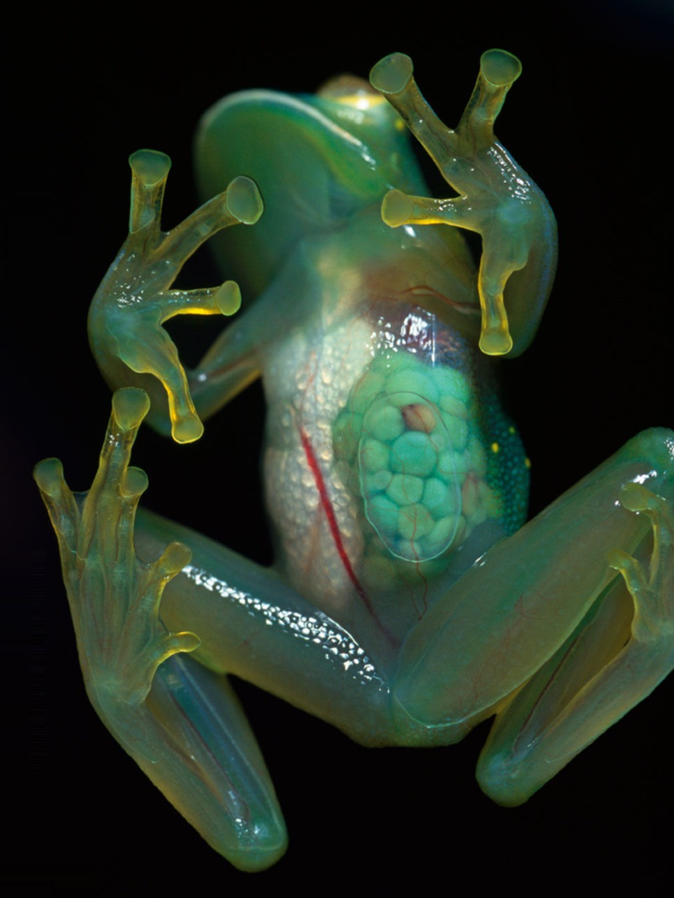 Fleischmann's Glass Frog