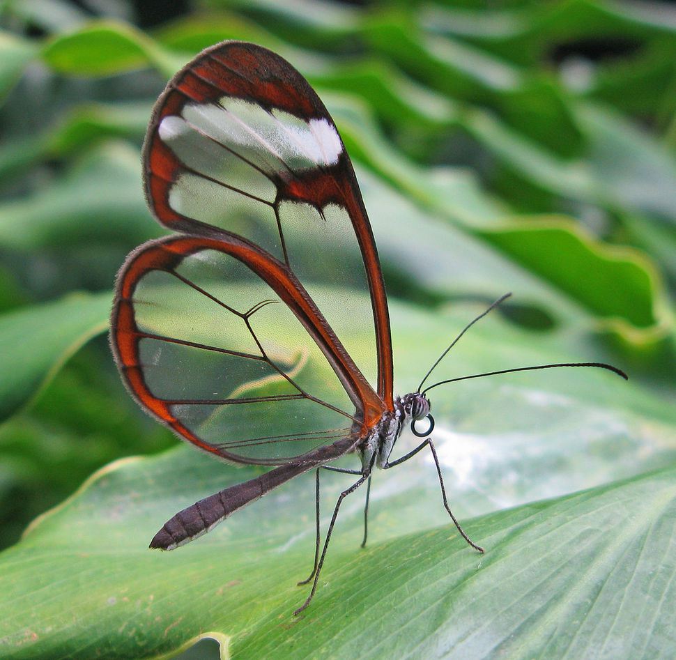 Glass Wing butterfly