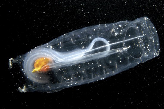 Sea Salp