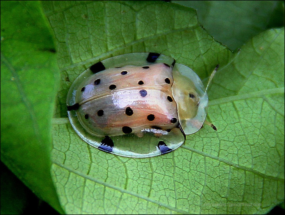 Tortoise Shell Beetle