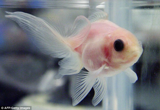 Transparent Goldfish