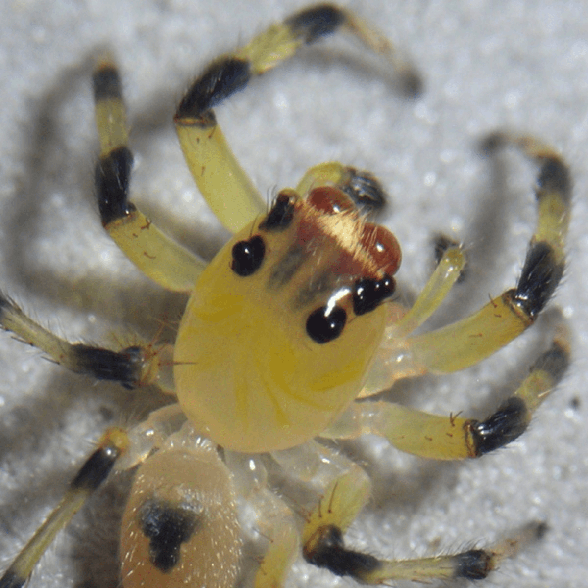 Transparent Animals Jumping Spider