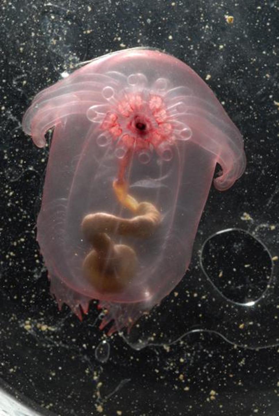 Transparent Sea Cucumber