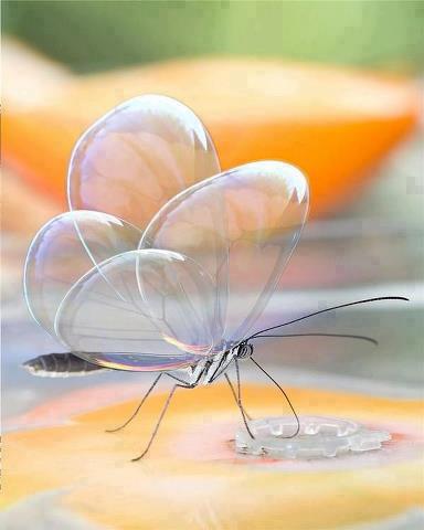 Transparent Animals bubble wing butterfly