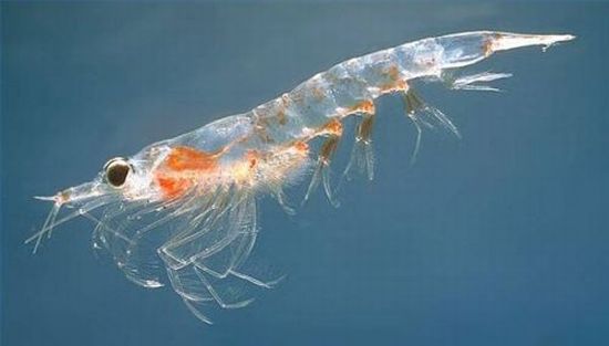 northern krill