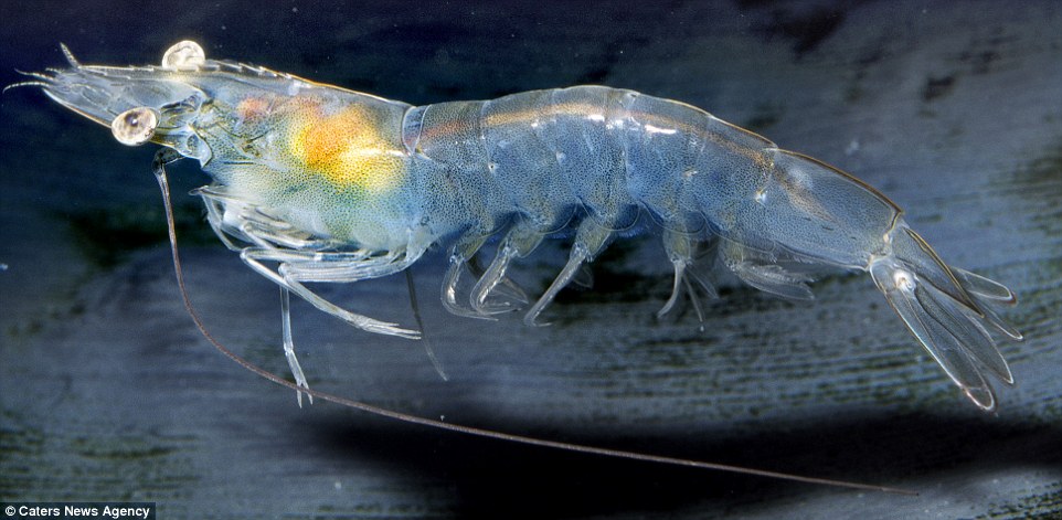 white shrimp