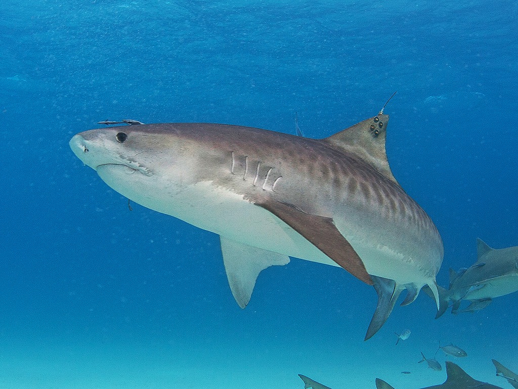 Как выглядит тигровая акула фото