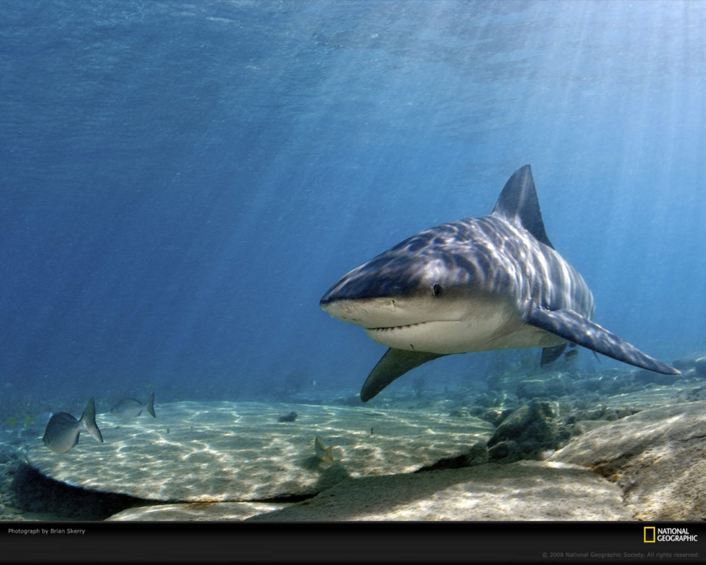 25 Incredible Tiger Shark Pictures in HD