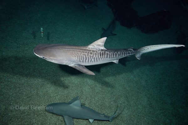 25 Tiger Shark Pictures and HD Wallpapers