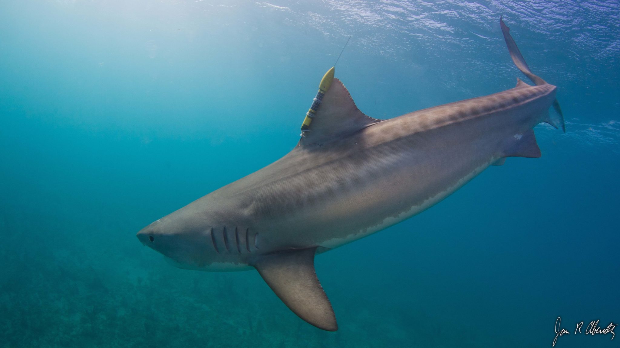 tiger shark picture hd