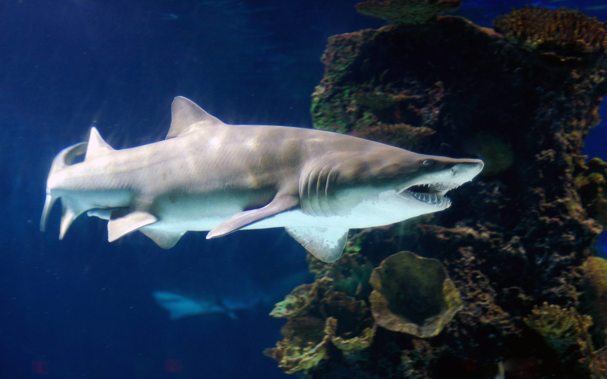 Fearsome tiger shark pictures