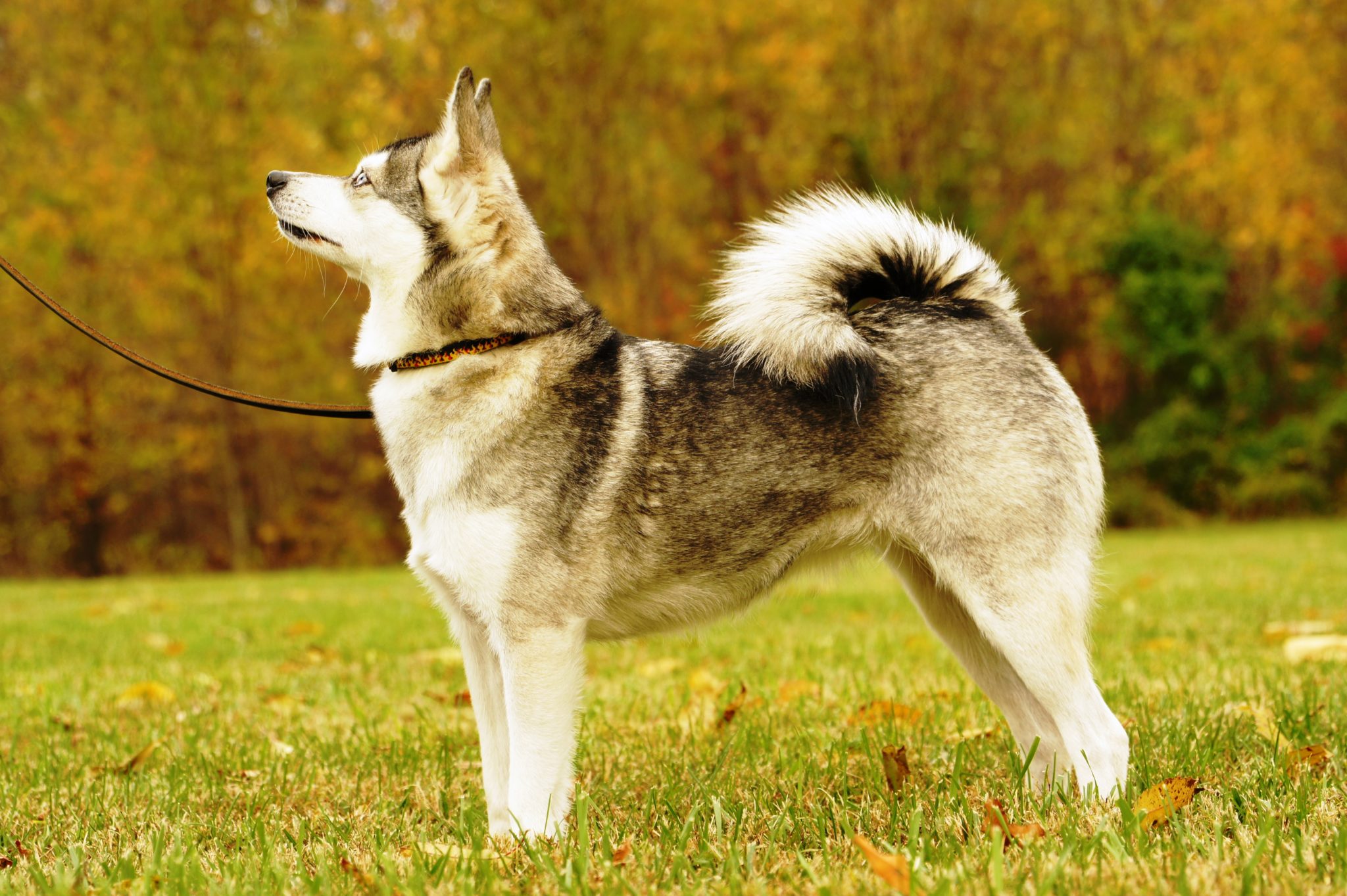 Alaskan Klee Kai Pictures of dogs