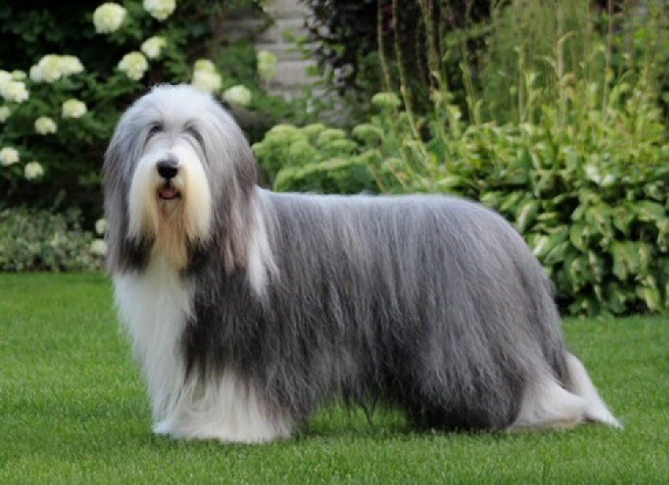 Bearded Collie dogs pictures