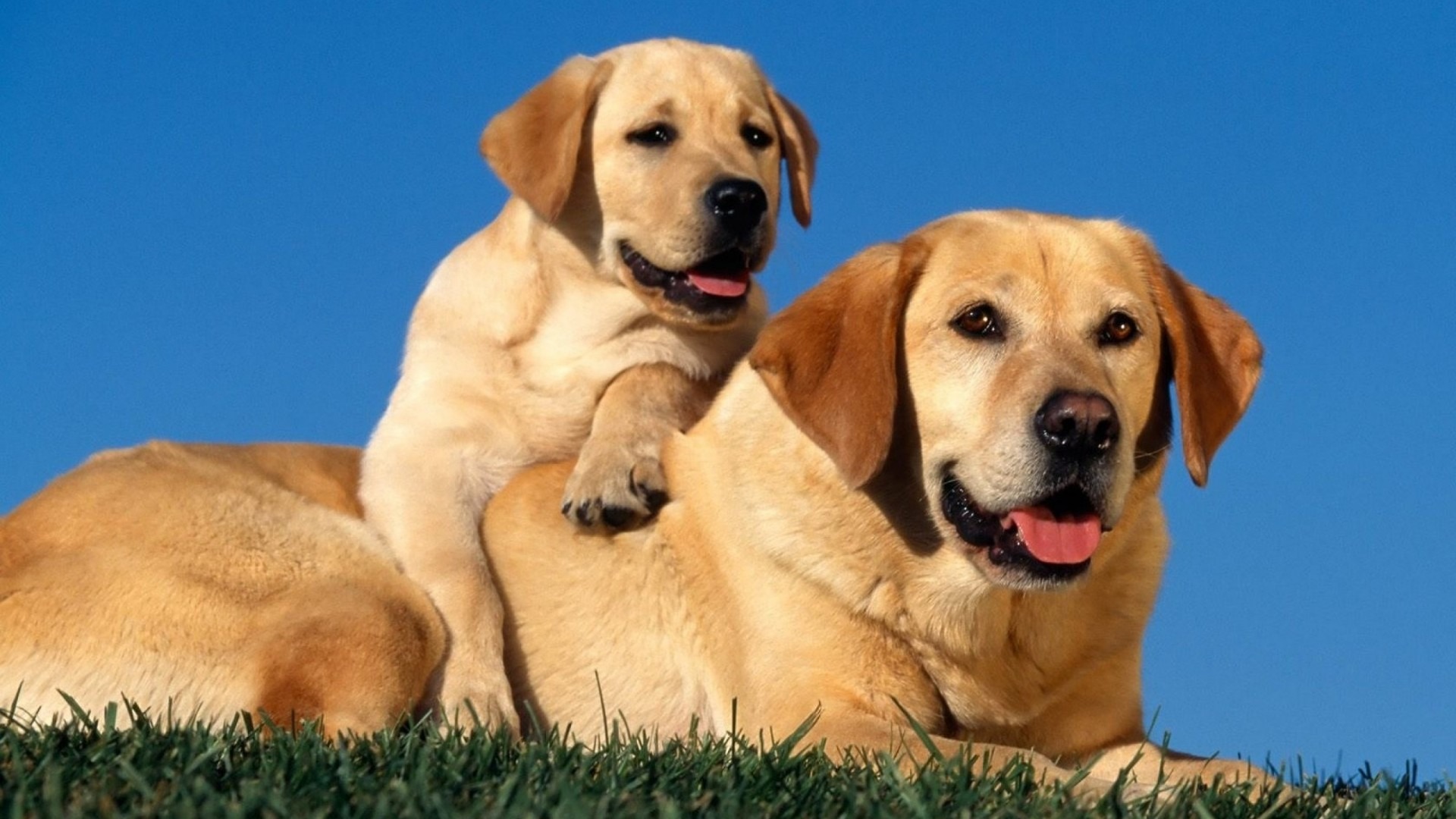 Labrador Retriever dogs pictures