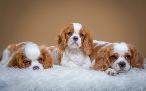 Spaniel dog pictures