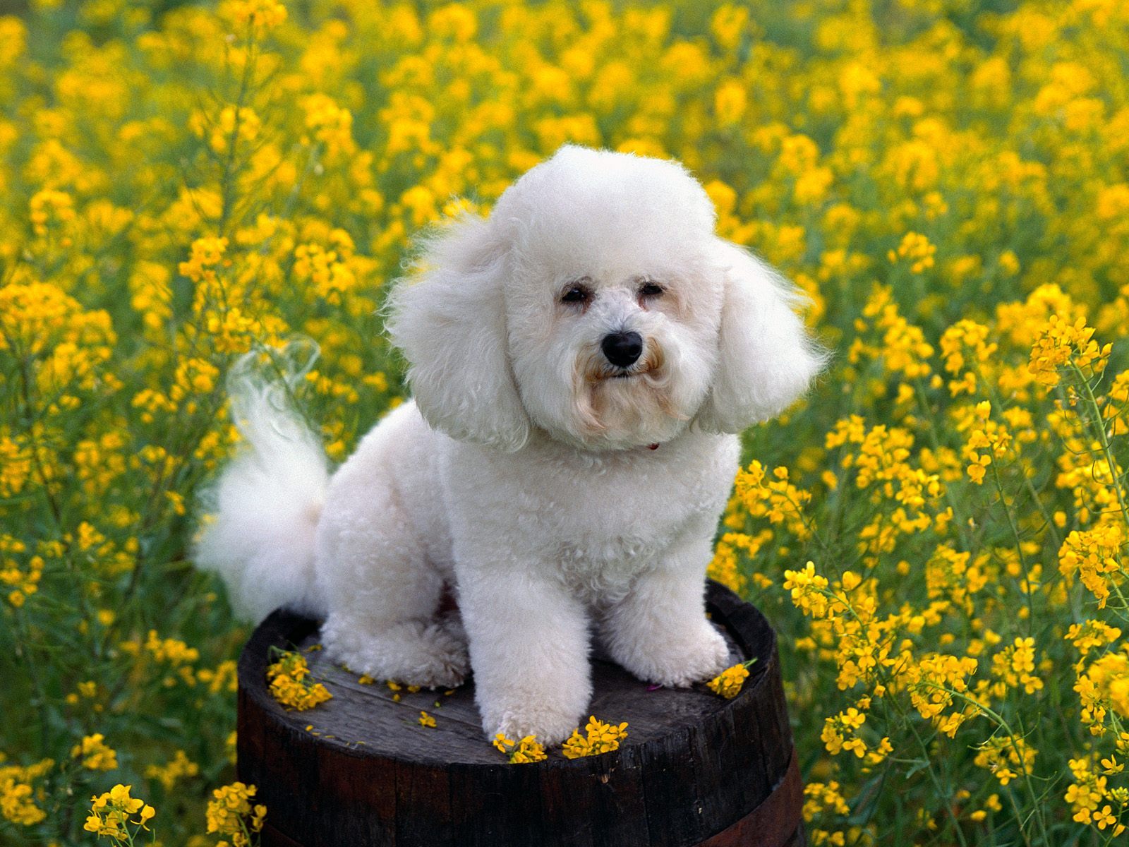 bichon frisé dogs pictures