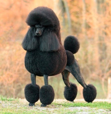 black poodle dog picture