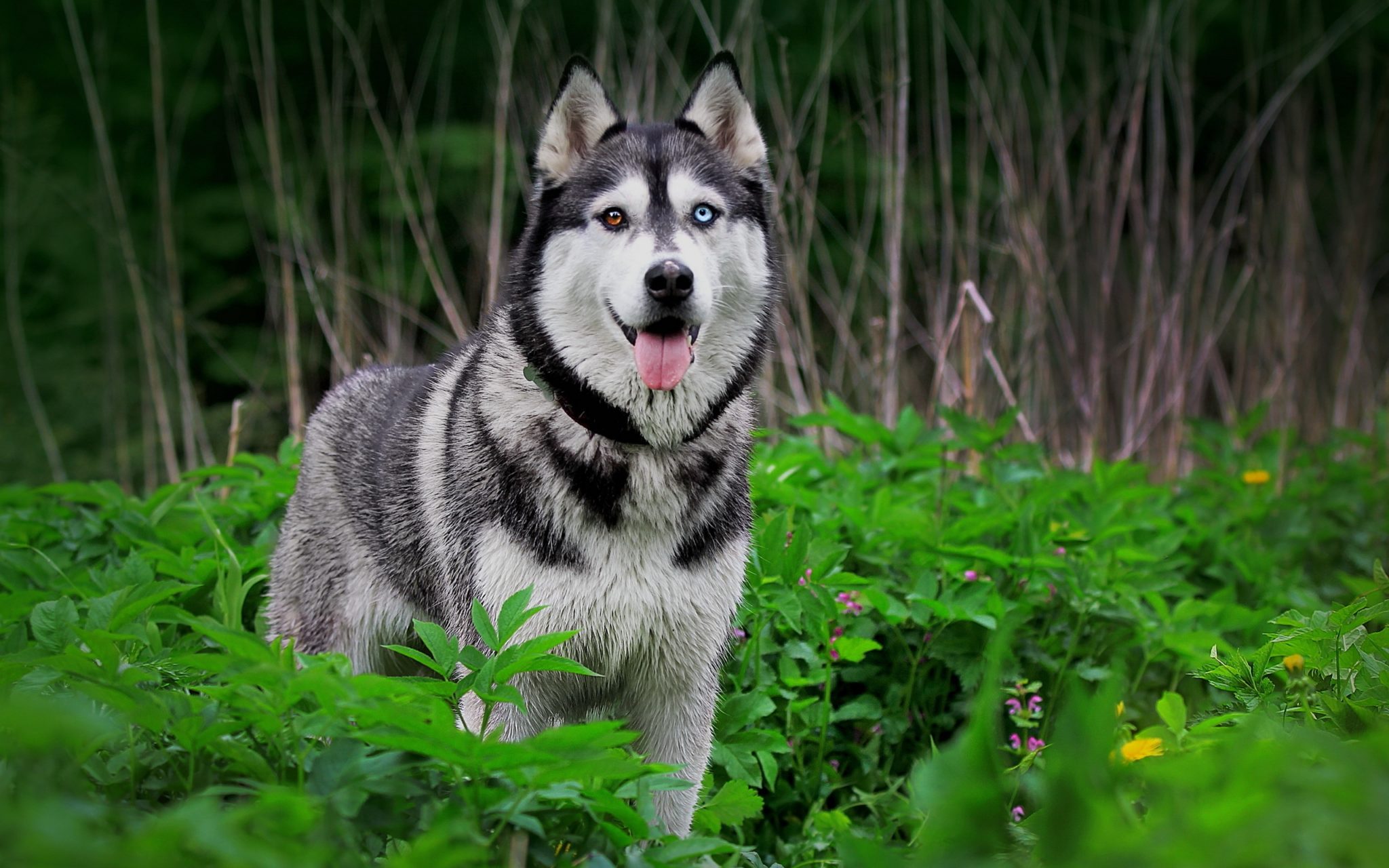 husky blue eyes pictures of dogs