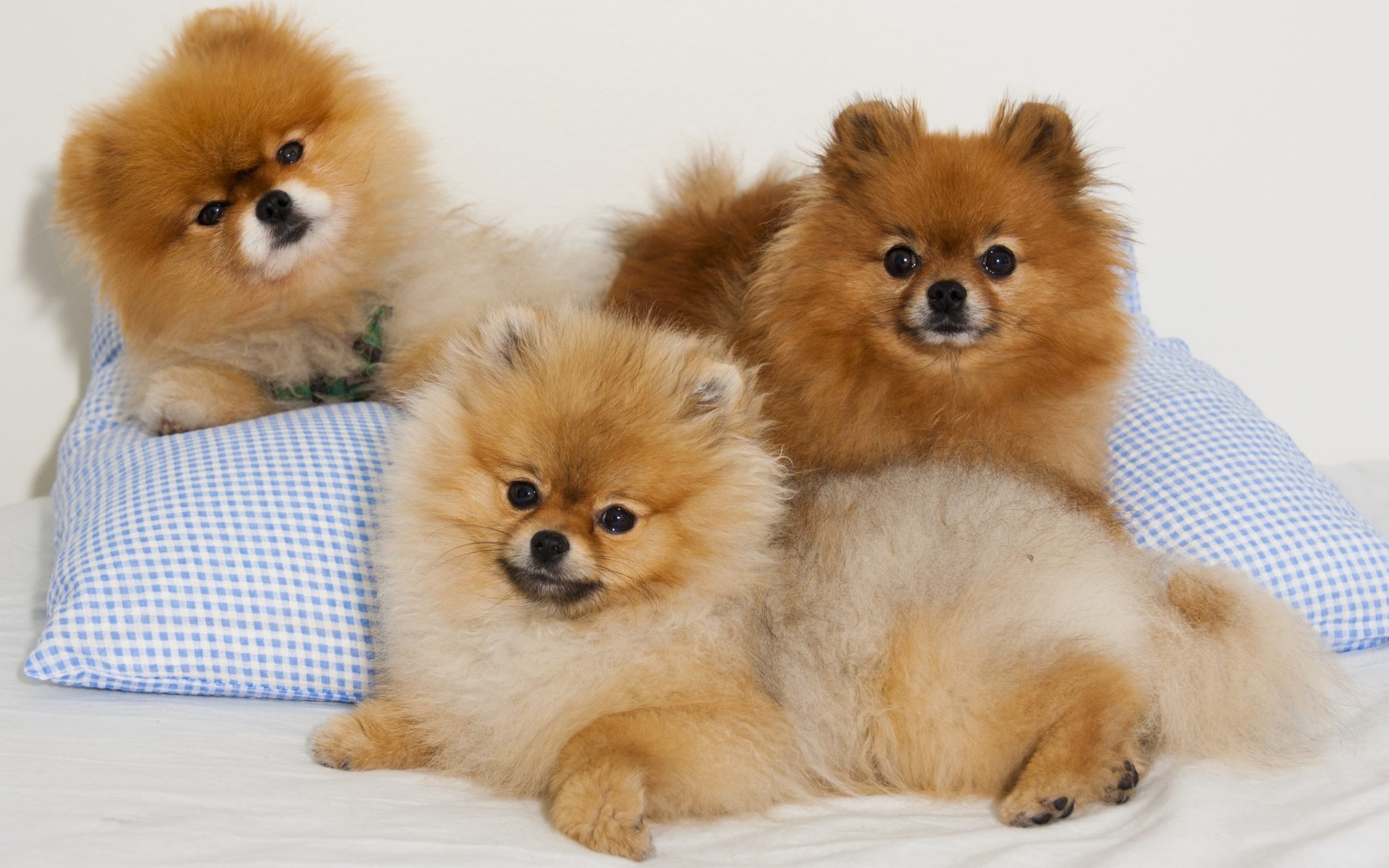 pomeranian dog wallpaper