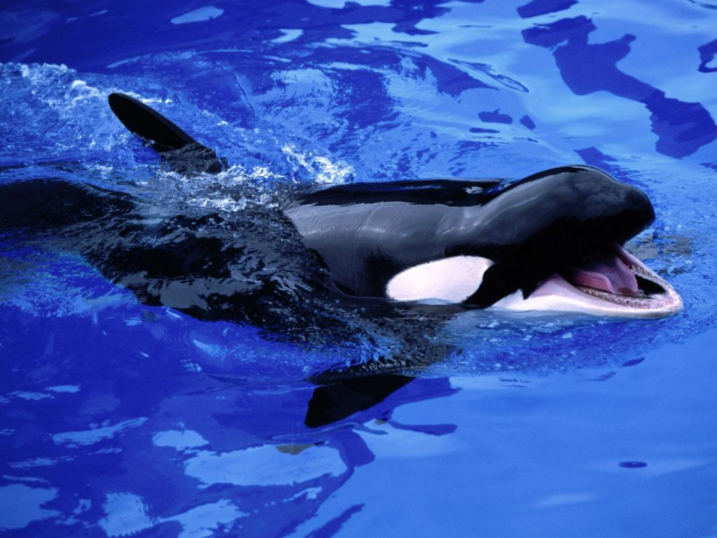 Feeding killer whale pictures