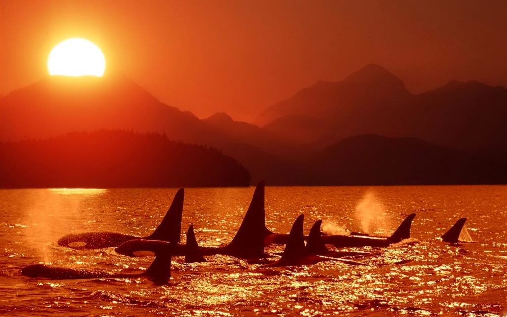 Evening killer whale pictures