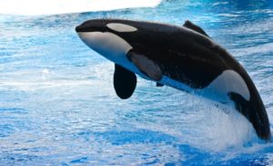 30 Beautiful Killer Whale Pictures and HD Wallpapers