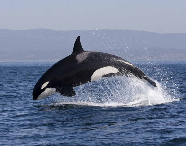 30 Beautiful Killer Whale Pictures and HD Wallpapers