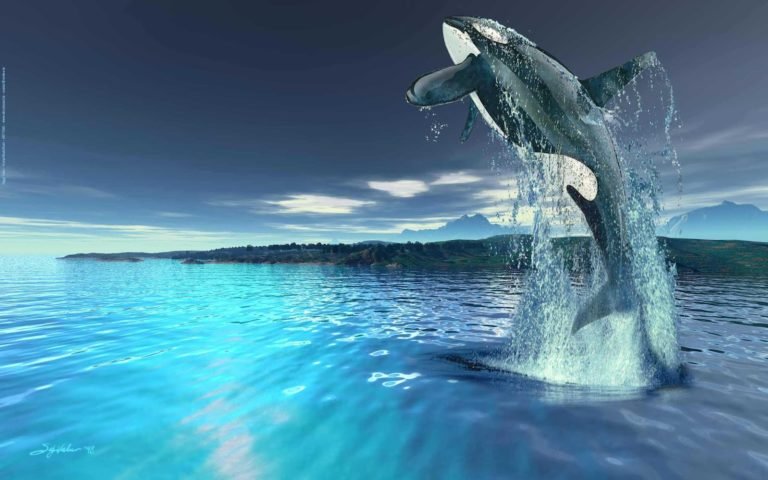 Killer Whale pictures Wallpapers