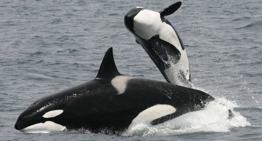 leaping killer whale pictures