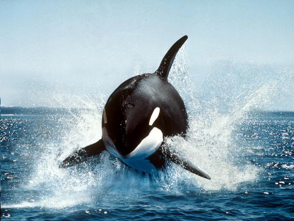 Majestic Orca Whale