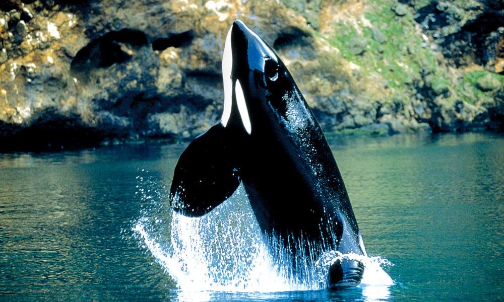 Alaska Killer Whale Pictures