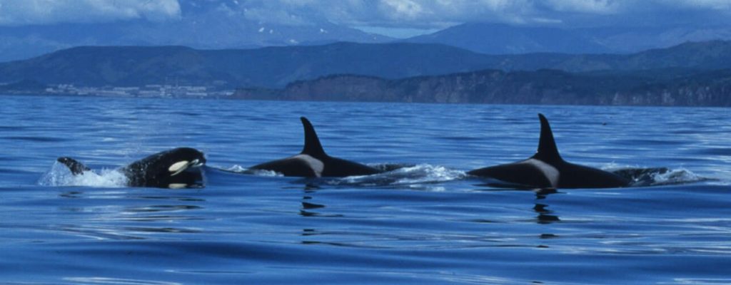 family killer whale pictures